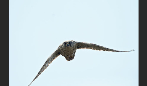 Gerfalke (Falco rusticolus)