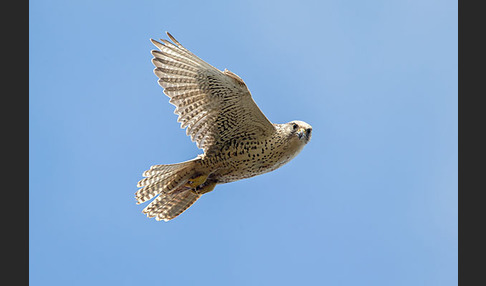 Gerfalke (Falco rusticolus)