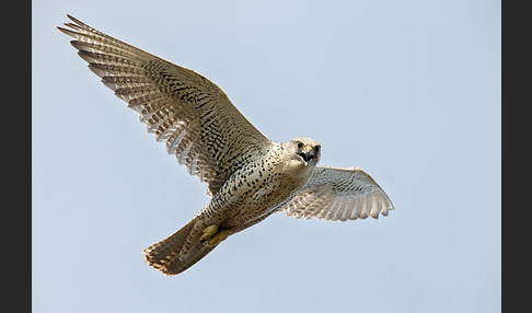 Gerfalke (Falco rusticolus)