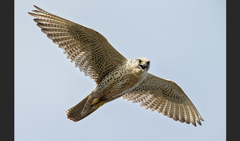 Gerfalke (Falco rusticolus)