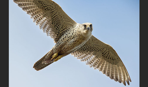 Gerfalke (Falco rusticolus)