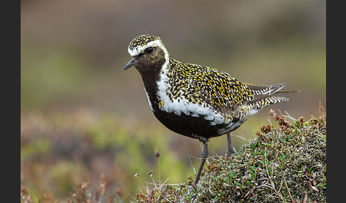 Goldregenpfeifer (Pluvialis apricaria)