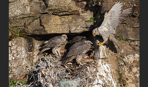 Gerfalke (Falco rusticolus)