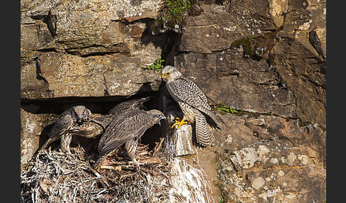 Gerfalke (Falco rusticolus)