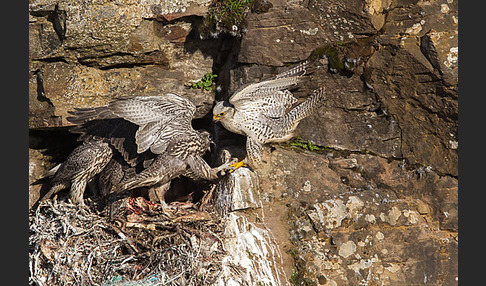 Gerfalke (Falco rusticolus)