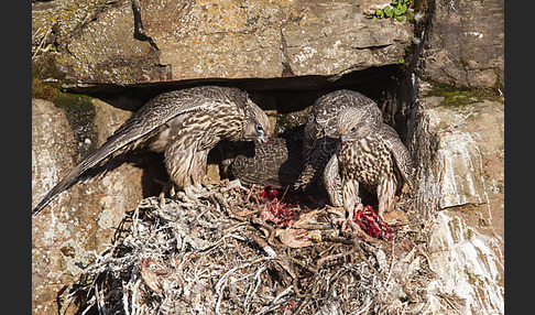 Gerfalke (Falco rusticolus)