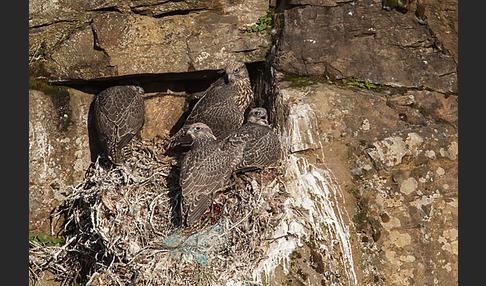 Gerfalke (Falco rusticolus)