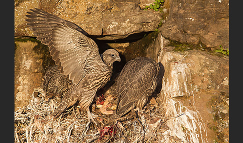 Gerfalke (Falco rusticolus)