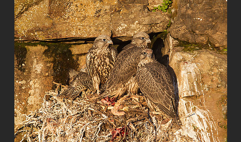 Gerfalke (Falco rusticolus)