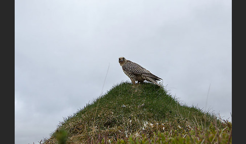 Gerfalke (Falco rusticolus)