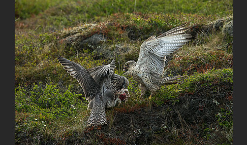 Gerfalke (Falco rusticolus)