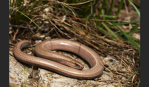 Blindschleiche (Anguis fragilis)