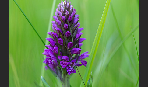 Purpurrotes Knabenkraut (Dactylorhiza purpurella)