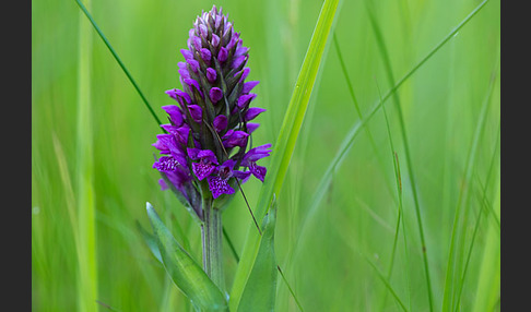 Purpurrotes Knabenkraut (Dactylorhiza purpurella)