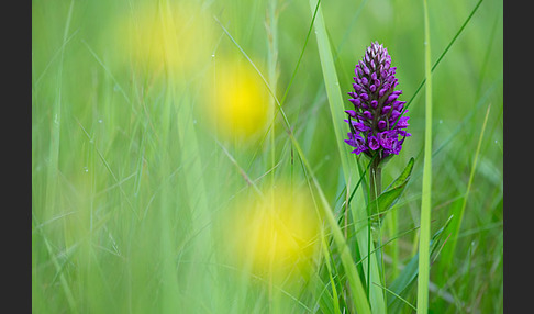 Purpurrotes Knabenkraut (Dactylorhiza purpurella)