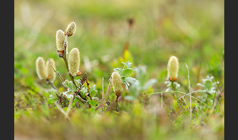 Woll-Weide (Salix lanata)