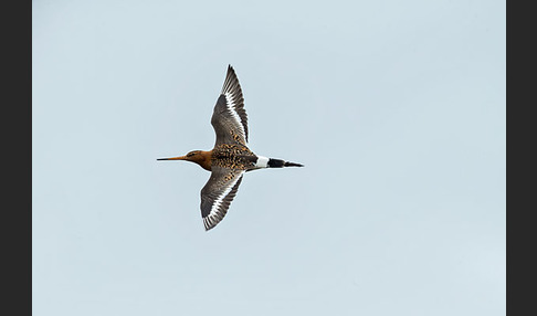 Uferschnepfe (Limosa limosa)