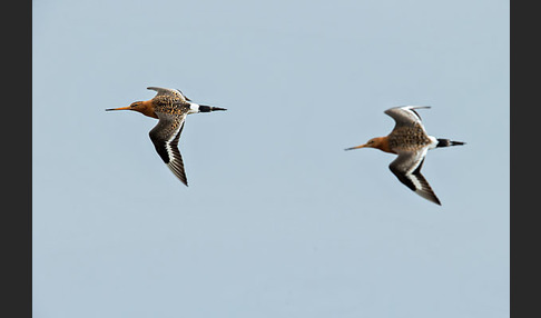 Uferschnepfe (Limosa limosa)