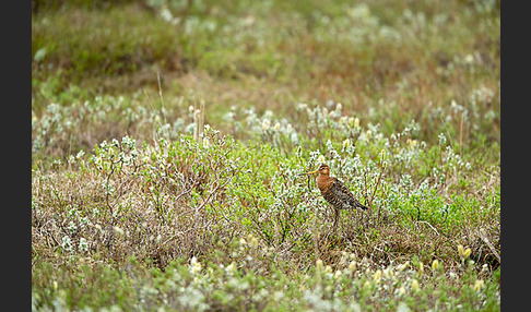 Uferschnepfe (Limosa limosa)