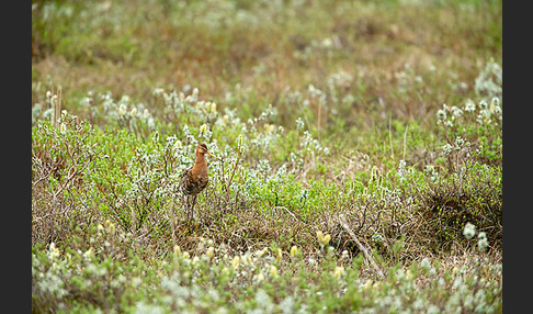 Uferschnepfe (Limosa limosa)