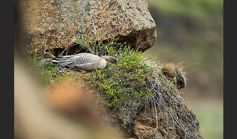 Kurzschnabelgans (Anser brachyrhynchus)