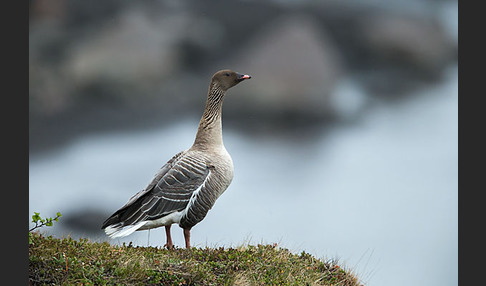 Kurzschnabelgans (Anser brachyrhynchus)