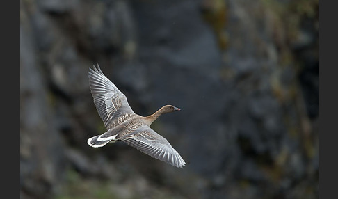 Kurzschnabelgans (Anser brachyrhynchus)