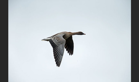 Kurzschnabelgans (Anser brachyrhynchus)