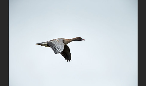 Kurzschnabelgans (Anser brachyrhynchus)