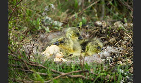 Kurzschnabelgans (Anser brachyrhynchus)