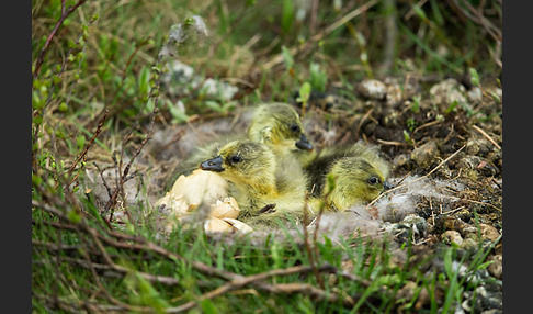 Kurzschnabelgans (Anser brachyrhynchus)