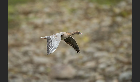 Kurzschnabelgans (Anser brachyrhynchus)