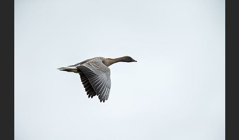 Kurzschnabelgans (Anser brachyrhynchus)