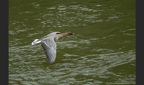 Kurzschnabelgans (Anser brachyrhynchus)