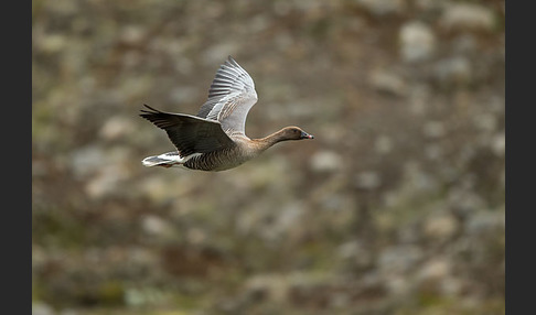 Kurzschnabelgans (Anser brachyrhynchus)