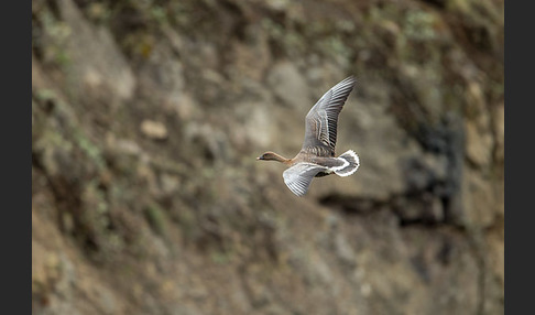 Kurzschnabelgans (Anser brachyrhynchus)