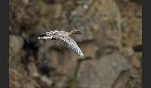 Kurzschnabelgans (Anser brachyrhynchus)