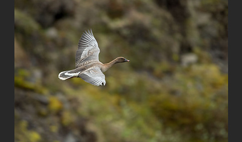 Kurzschnabelgans (Anser brachyrhynchus)