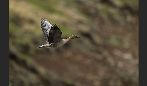 Kurzschnabelgans (Anser brachyrhynchus)