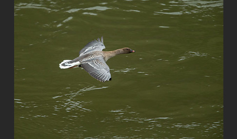 Kurzschnabelgans (Anser brachyrhynchus)