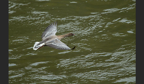 Kurzschnabelgans (Anser brachyrhynchus)