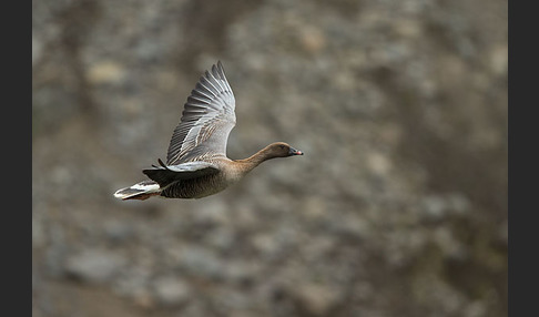 Kurzschnabelgans (Anser brachyrhynchus)