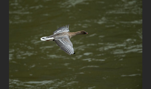 Kurzschnabelgans (Anser brachyrhynchus)