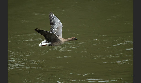 Kurzschnabelgans (Anser brachyrhynchus)