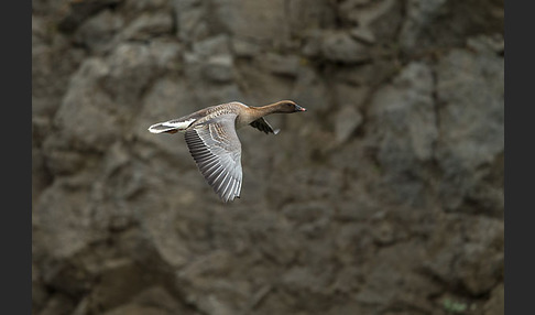 Kurzschnabelgans (Anser brachyrhynchus)