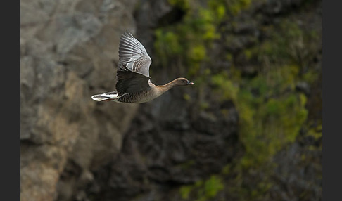 Kurzschnabelgans (Anser brachyrhynchus)