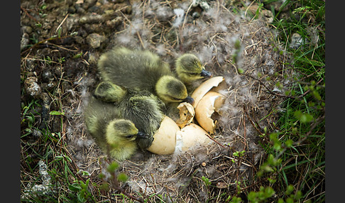 Kurzschnabelgans (Anser brachyrhynchus)