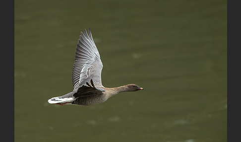 Kurzschnabelgans (Anser brachyrhynchus)