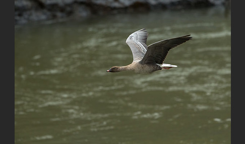 Kurzschnabelgans (Anser brachyrhynchus)