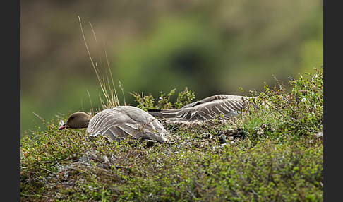 Kurzschnabelgans (Anser brachyrhynchus)